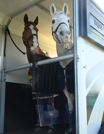 Apollo-Horses-in-trailer
