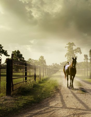 Horse-Countryside-road