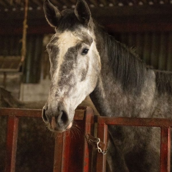 Horse-in-stables