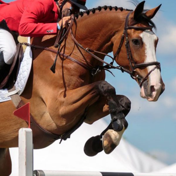 Horse-jumping